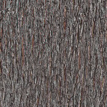 Galerie Wallcoverings Product Code AM30010 - Amazonia Wallpaper Collection - Brown Colours -  